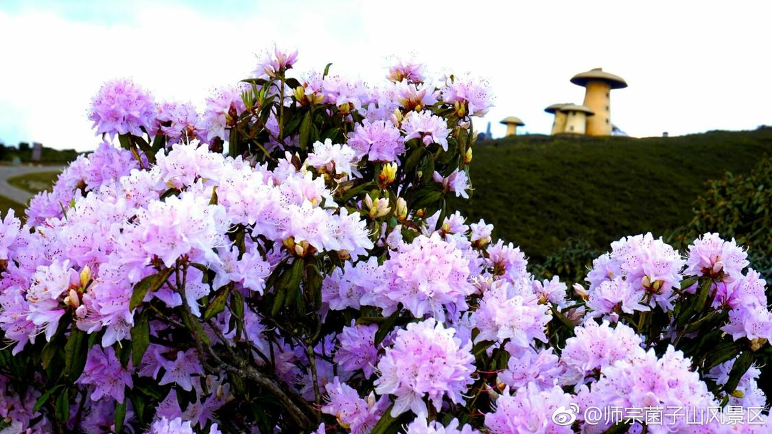 ks自助下单服务平台